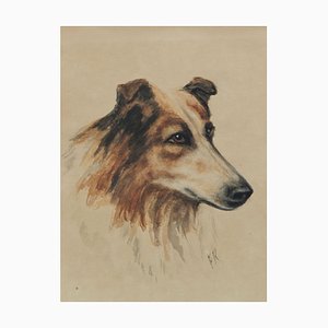 Frederick Roe, Retrato de perro Collie, 1920-1930, Acuarela