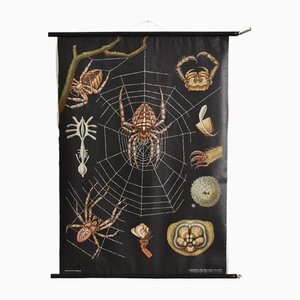 Antique Jung Koch Quently Spider Chart, 1940s