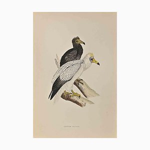 Alexander Francis Lydon, Egyptian Vulture, Woodcut Print, 1870