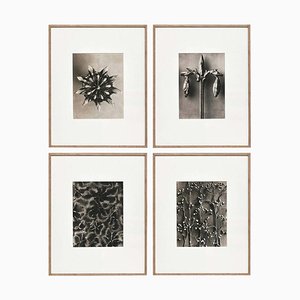 Karl Blossfeldt, Flowers, Photogravures, 1942, Framed, Set of 4