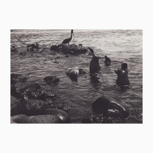 Hanna Seidel, Fotografia in bianco e nero di foche delle Galapagos, anni '60