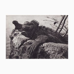 Fotografía en blanco y negro de Hanna Seidel, Galápagos Iguana, años 60