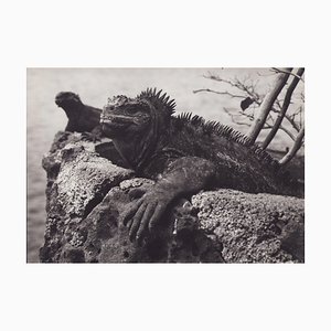 Hanna Seidel, Galápagos Iguana, 1960er, Schwarz-Weiß-Fotografie