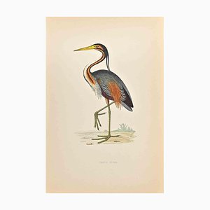 Alexander Francis Lydon, Purple Heron, Holzschnitt, 1870