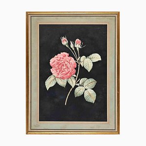 François Langlois, Roses, Original Etching, 19th Century, Framed