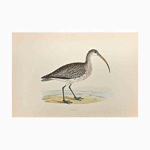 Alexander Francis Lydon, Curlew, Woodcut Print, 1870