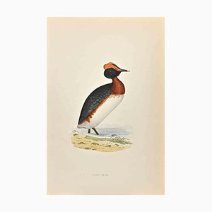 Alexander Francis Lydon, Dusky Grebe, Woodcut Print, 1870