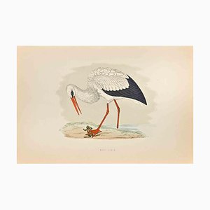 Alexander Francis Lydon, White Stork, Woodcut Print, 1870