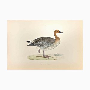 Alexander Francis Lydon, Pink-Footed Goose, Holzschnitt, 1870