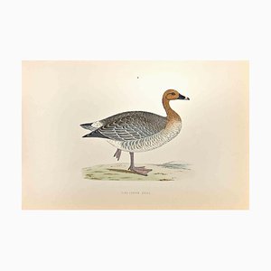 Alexander Francis Lydon, Pink-Footed Goose, Woodcut Print, 1870