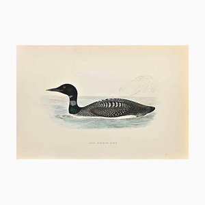 Alexander Francis Lydon, Great Northern Diver, Woodcut Print, 1870