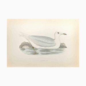 Alexander Francis Lydon, Glaucous Gull, Woodcut Print, 1870