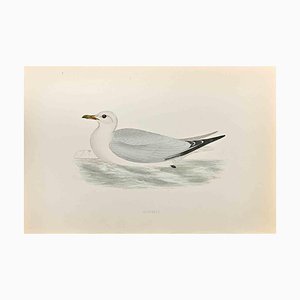 Alexander Francis Lydon, Kittiwake, Woodcut Print, 1870