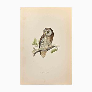 Alexander Francis Lydon, Tengmalm's Owl, Woodcut Print, 1870
