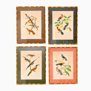 Waterlow & Sons, Illustrations Ornithologiques, 1800s, Lithographies, Encadrée, Set de 4