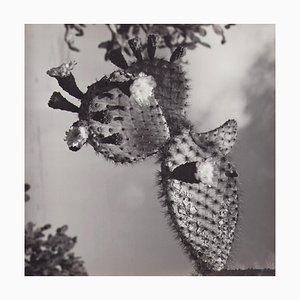 Fotografía en blanco y negro de Hanna Seidel, Galápagos Cactus Blossom, años 60