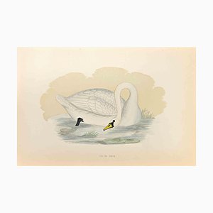 Alexander Francis Lydon, Polish Swan, Woodcut Print, 1870