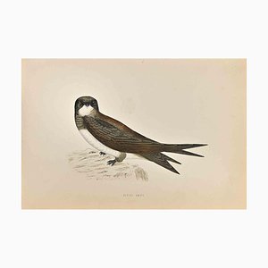 Alexander Francis Lydon, Alpine Swift, Gravure sur Bois, 1870