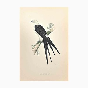 Alexander Francis Lydon, Swallow-Tailed Kite, Gravure sur Bois, 1870