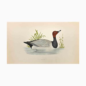 Alexander Francis Lydon, Pochard, Gravure sur Bois, 1870