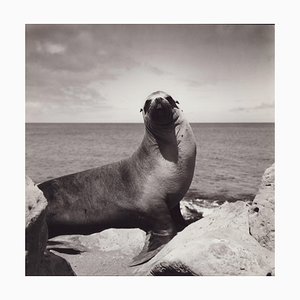 Fotografía en blanco y negro de Hanna Seidel, Foca de Galápagos, años 60