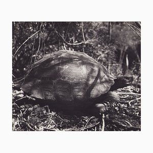 Fotografía en blanco y negro de Hanna Seidel, Tortuga de Galápagos, años 60