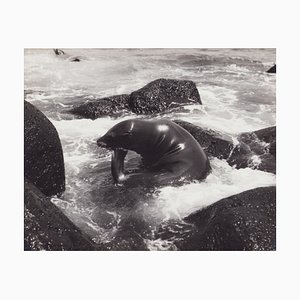 Fotografía en blanco y negro de Hanna Seidel, Foca de Galápagos, años 60