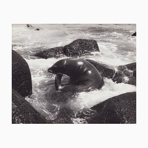 Fotografia in bianco e nero di Hanna Seidel, foca delle Galapagos, anni '60