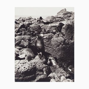 Fotografía en blanco y negro de Hanna Seidel, Focas de Galápagos, años 60