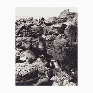 Hanna Seidel, Galápagos Seals, Black and White Photograph, 1960s