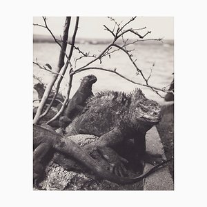 Fotografía en blanco y negro de Hanna Seidel, Galápagos Iguana, años 60