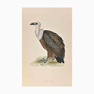 Alexander Francis Lydon, Griffon Vulture, Holzschnitt, 1870