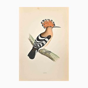 Alexander Francis Lydon, Hoopoe, Woodcut Print, 1870