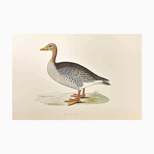 Alexander Francis Lydon, Grey-Lag Goose, Gravure sur Bois, 1870