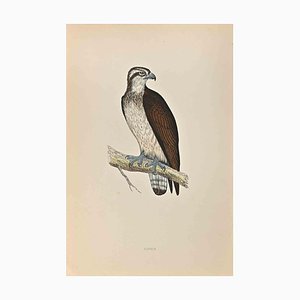Xilografía de Alexander Francis Lydon, águila pescadora, 1870