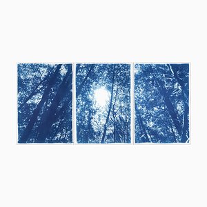 Kind of Cyan, Forest Triptych Looking Up Through the Trees, Cyanotype, 2022
