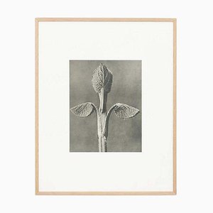 Karl Blossfeldt, Fiore bianco e nero, 1942