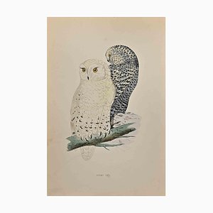 Alexander Francis Lydon, Snowy Owl, Holzschnitt, 1870