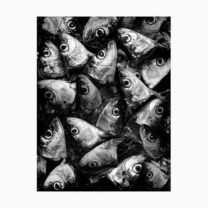 Ian Sanderson, Sardines, Tirage Photographique, 1993