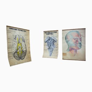 Vintage Anatomy Posters, Set of 3