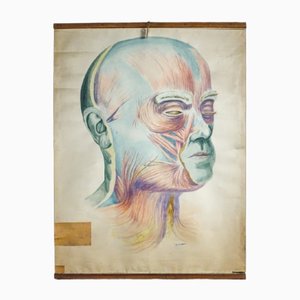 Handbemaltes Vintage Anatomie-Poster des menschlichen Gesichtes