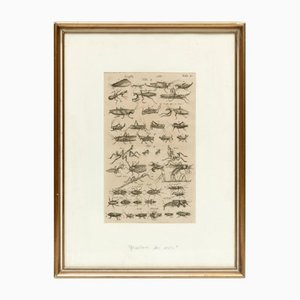 French Artist, Insects, Engraving, 17th Century, Framed