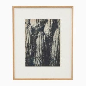 Artista francés, maíz, 1940, fotograbado, enmarcado