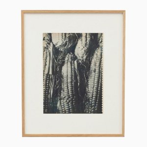 French Artist, Corn, 1940, Photogravure, Framed