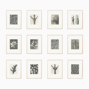 Karl Blossfeldt Black White Photogravure Botanic Photography, 1942, Set of 12