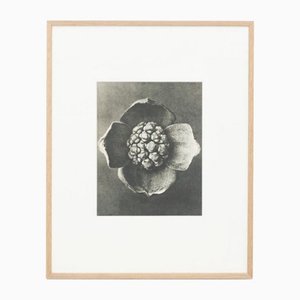 Karl Blossfeldt, Flower, Black & White Photogravure, 1942, Gerahmt