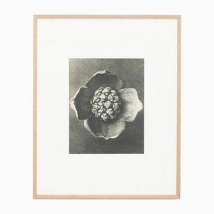 Photogravure Karl Blossfeldt, Fleur, Noir & Blanc, 1942, Encadrée