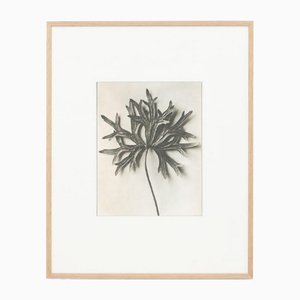 Karl Blossfeldt, Flower, Black & White Photogravure, 1942, Framed