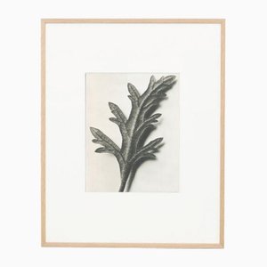 Karl Blossfeldt, Flower, Black & White Photogravure, 1942, Framed