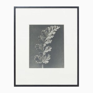 Karl Blossfeldt, Fiore, bianco e nero, 1942, Incorniciato